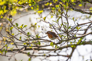A robin is sitting on a bench 