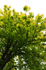 Kastanienbaum