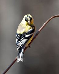 American Goldfinch Photo and Image. Finch close-up profile view, perched on a branch and looking towards the ground with a blur background in its environment and habitat surrounding.
