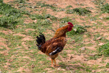 Naklejka na ściany i meble Agriculture. Beautiful, bright rooster close-up