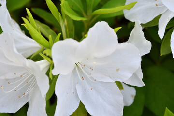 白いつつじの花