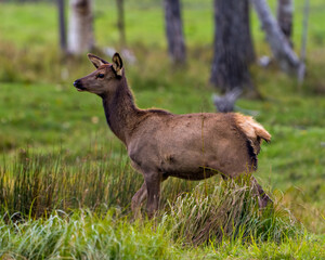 Elk Stock Photo and Image. Elk female cow close-up side profile walking in the field with a blur forest background in its environment and habitat surrounding displaying its brown coat fur.