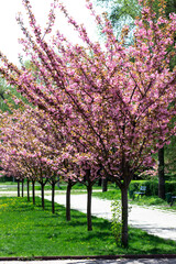 Naklejka premium Alley of cherry blossoms. Beautiful spring in the park