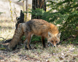 Red Fox Photo Stock. Fox Image. close-up profile view looking at camera with a spruce tree background in its environment and habitat in the springtime season. Picture. Portrait.