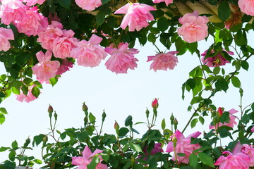 ピンクのバラと空