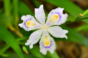 シャガの花