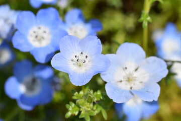 たくさんのネモフィラの花