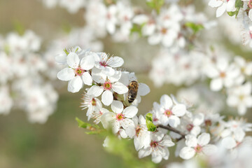 Honey Bee collecting pollen on a white flower. Honey Bee sits on a  flower. Blooming twig. Spring flowering. Small white flowers on a tree branch. Spring. Plum blossom. Spring time. 