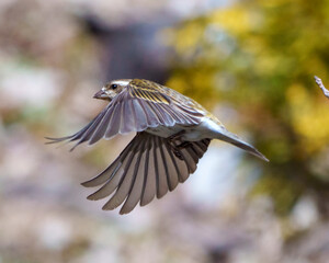 Purple Finch Photo and Image. Bird flight. Finch female flying with its beautiful brown spread wings with a blur background in its environment and habitat. Purple Finch Portrait and Picture.