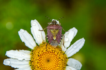 Close up  beautiful  insect in the garden