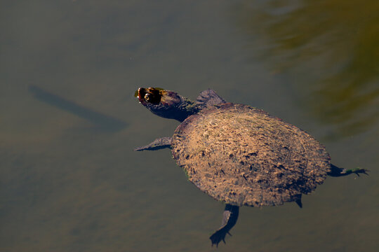 Saw -shelled Turtle floating in river