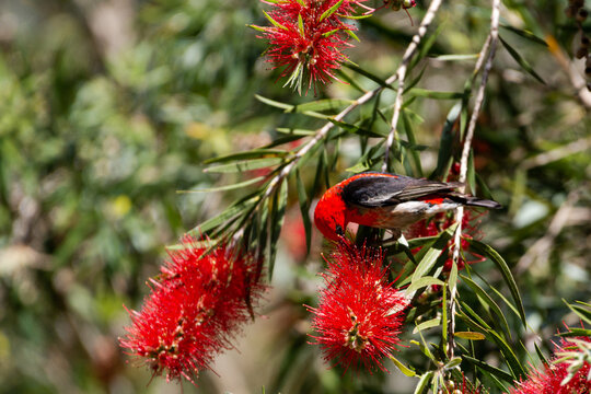 Stunning Scarlet Honeyeater on feeding red flowering callistemon