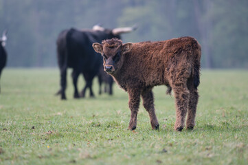 veau aurochs de profil dans une prairie