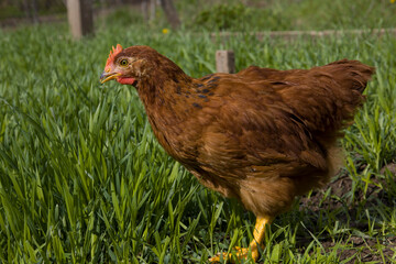 Red chicken on green grass
