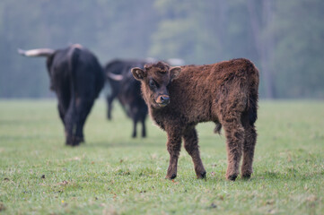 veau aurochs de profil dans une prairie