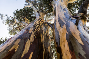 tree with colourful bark patterns