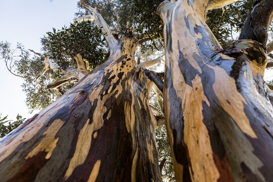 tree with colourful bark patterns