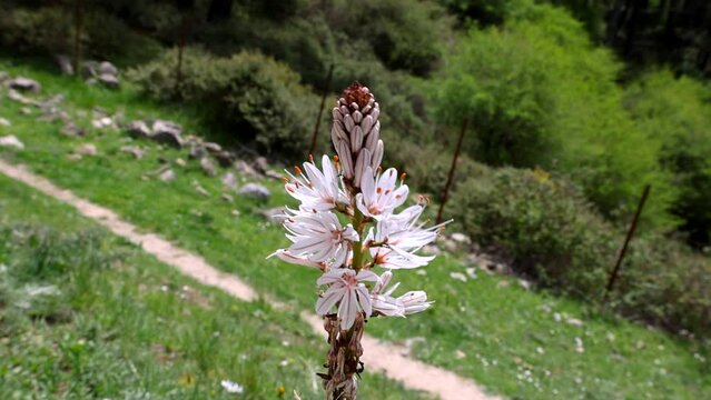 Asphodelus ramosus, the branched asphodel, is a perennial herbaceous plant in the order Asparagales. Similar in appearance to Asphodelus albus and Asphodelus cerasiferus and Asphodelus aestivus