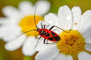 Close up  beautiful  insect in the garden