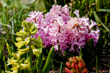 Hyacinth in bloom in spring garden. Hyacinth is a genus of plants in the Asparagus family