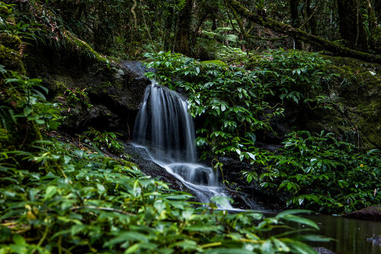 Rainforest waterfall