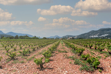 Fototapeta na wymiar Field of vineyards in Lliber, Alicante (Spain), on a spring day.
