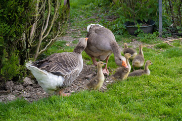 famille d'oie en liberté
