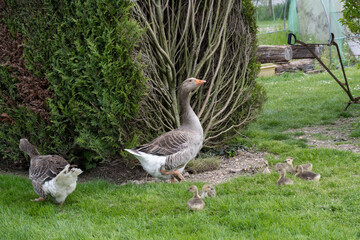 famille d'oies à la campagne adultes et petits