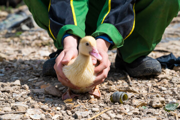 caneton jaune entre les mains d'un enfant