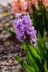 Fototapeta premium Hyacinth in bloom in spring garden. Hyacinth is a genus of plants in the Asparagus family