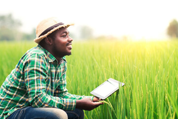 African farmer sat smiling happily at the produce from his rice farm and using tablet for research...
