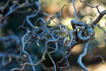Corylus avellana contorta, curly branches. Common hazel branches