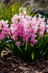 Hyacinth in bloom in spring garden. Hyacinth is a genus of plants in the Asparagus family
