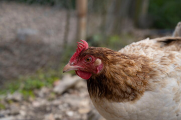 regard de poule de bassecours 