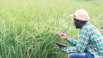 Naklejka na ściany i meble African farmer using tablet for research leaves of rice in organic farm field.Agriculture innovation and cultivation concept