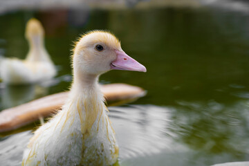 regard de canton qui nage