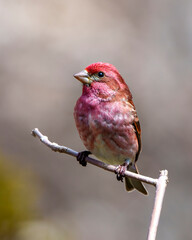 Purple Finch Photo and Image. Finch male close-up profile view, perched on a branch displaying red colour plumage with a blur background in its environment and habitat surrounding.