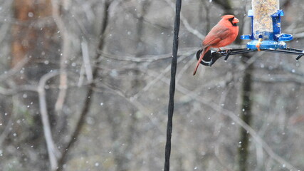 Cardinals Eating in the Snow