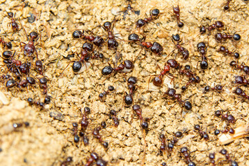 Beautiful Strong jaws of red ant close-up
