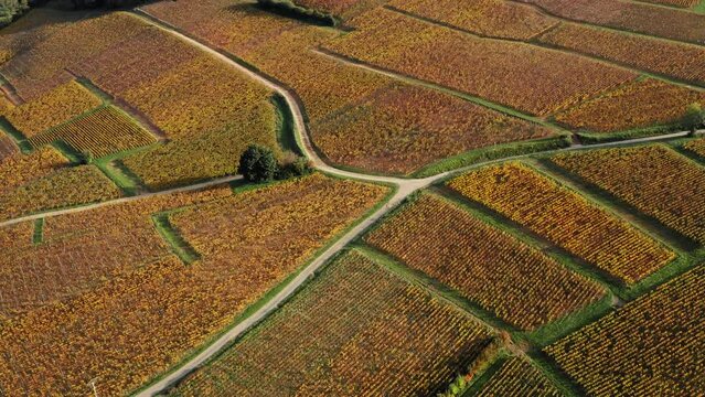 The vineyards of Solutré-Pouilly, Burgundy, France in autumn. Aerial view.