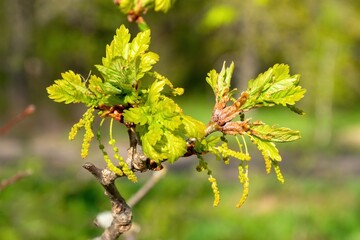 Flowers and inflorescences Quercus pubescens,downy oak or pubescent oak leaves leathery. leaves...