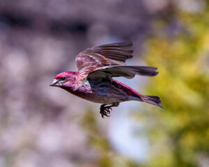 Purple Finch Photo and Image. Bird flight.  Finch male flying with its beautiful red colour spread wings with a blur background in its environment and habitat surrounding.