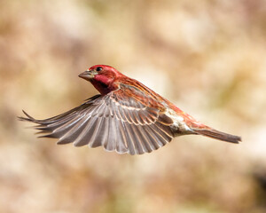 Purple Finch Photo and Image.  Bird flight. Finch male flying with its beautiful red colour spread wings with a blur background in its environment and habitat surrounding.