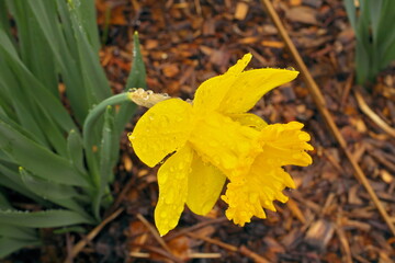 Yellow Daffodil Flower in Garden Covered in Clear Raindrops after a Spring Rain