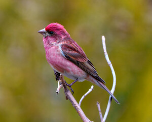 Purple Finch Photo and Image. Finch male close-up profile view, perched on a branch displaying red colour plumage with a yellow blur background in its environment and habitat surrounding.