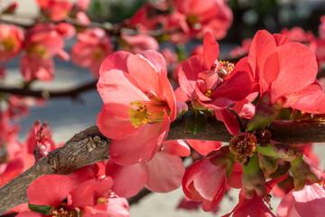 Common flowering quince in bloom, close-up. Chaenomeles speciosa. Flowering twigs of common quince. Topic - spring, blooming gardens, beauty in nature, advertising of care cosmetics
