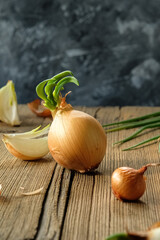 sprouted cibula. onions on a wooden table. golden onion