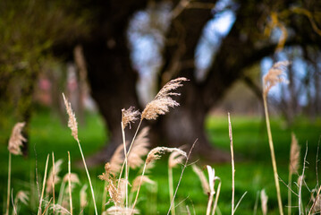 blades of cane at blurred nature background © skypictom