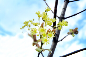 Kwitnący klon szczepiony