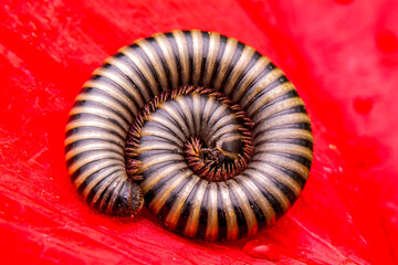 Macro shots, Beautiful nature scene. Closeup beautiful    millipede on a bright red leaf